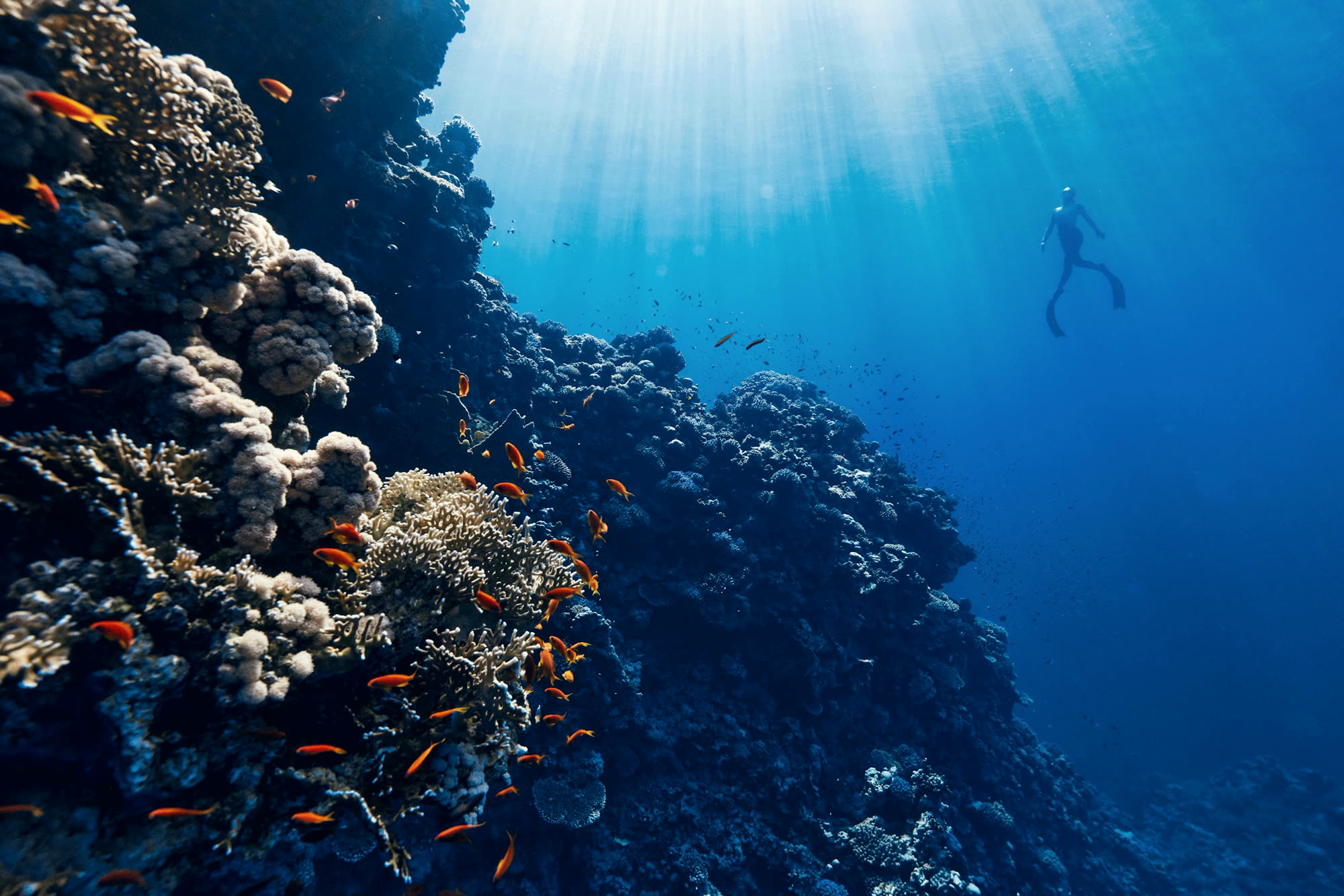 A reef wall dropping away into open blue water with a diver in the distance.
