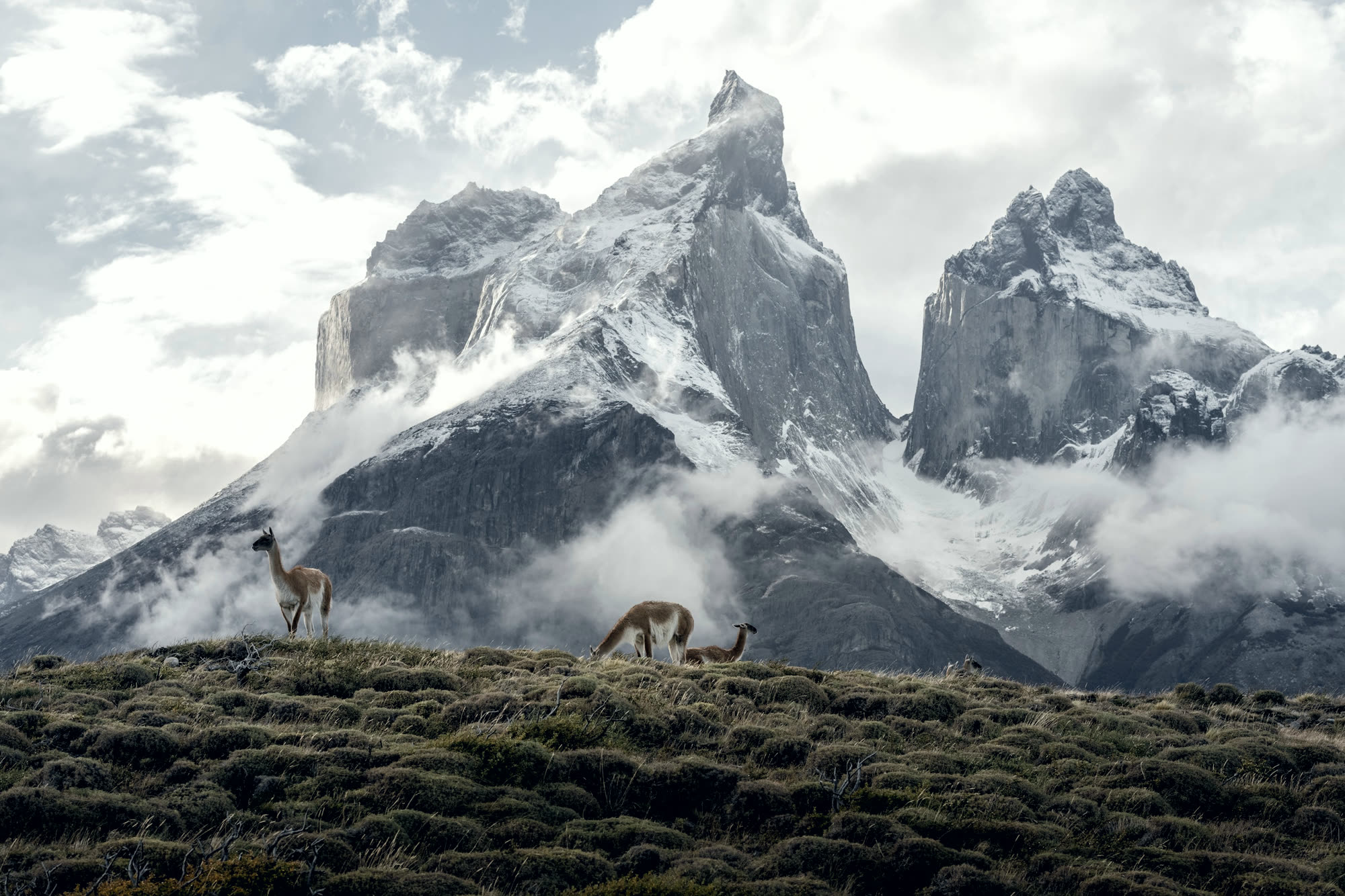 Guanacos on grassland below the snow-covered Cuernos del Paine.
