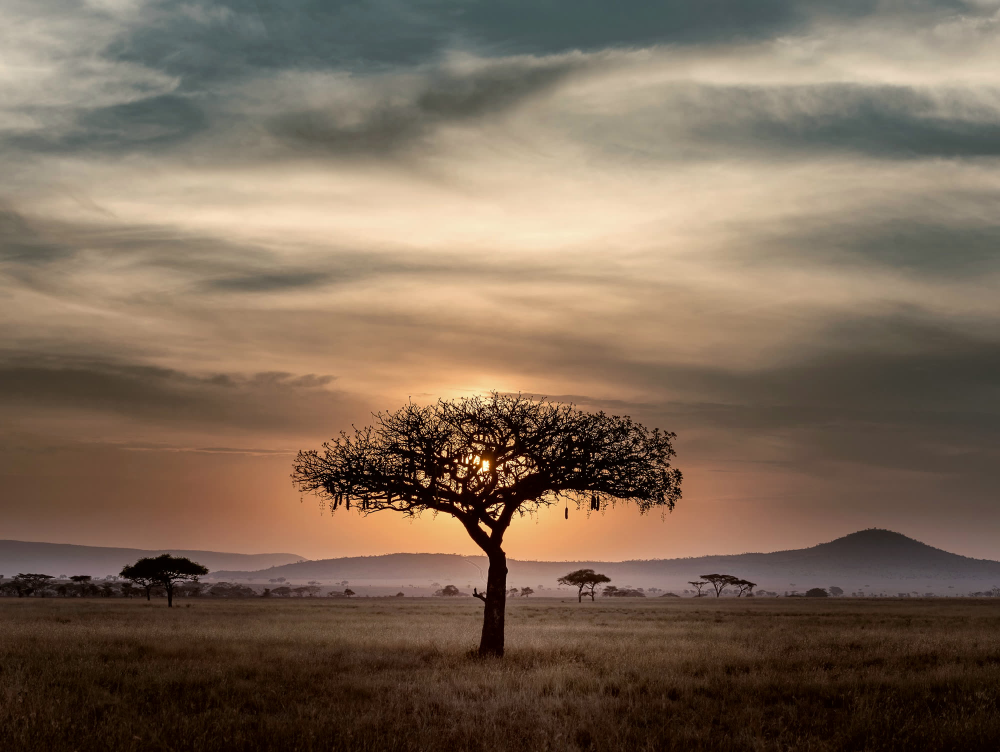 A lone acacia on the plain at dawn with volcanic highlands behind it.
