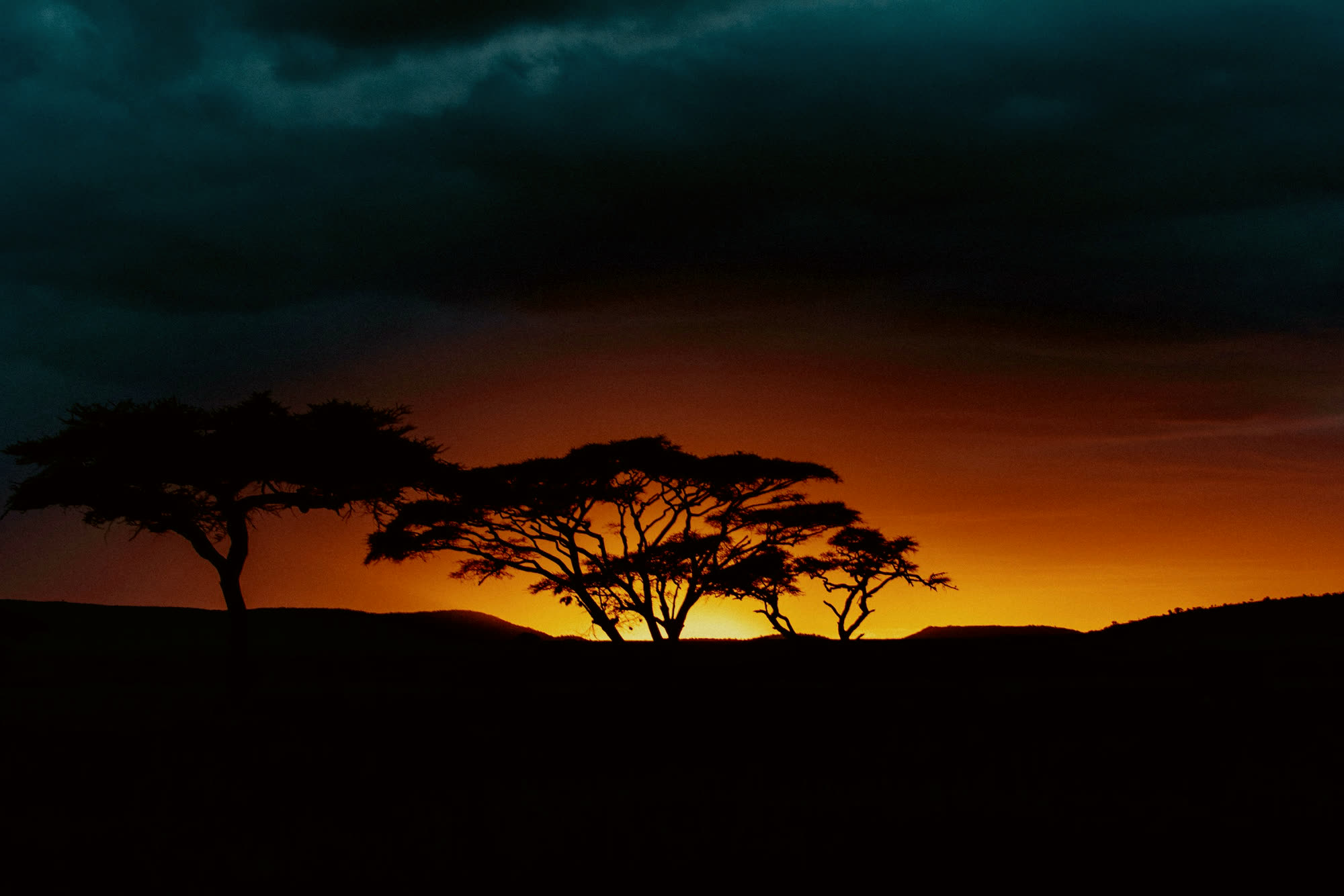 Acacia trees in silhouette under a heavy storm sky.