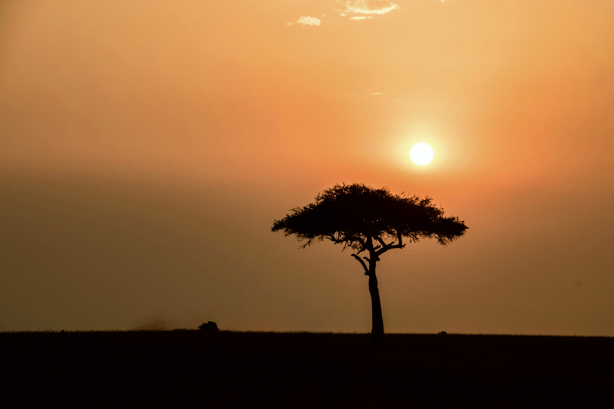 A single flat-topped acacia in pale gold haze.