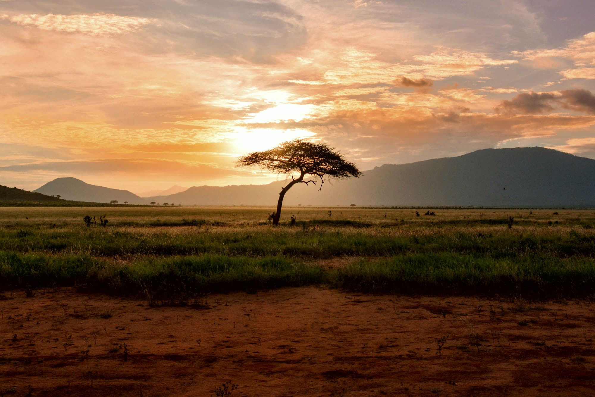 Acacia and open grassland with distant hills at sunset.